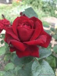 Love Story9